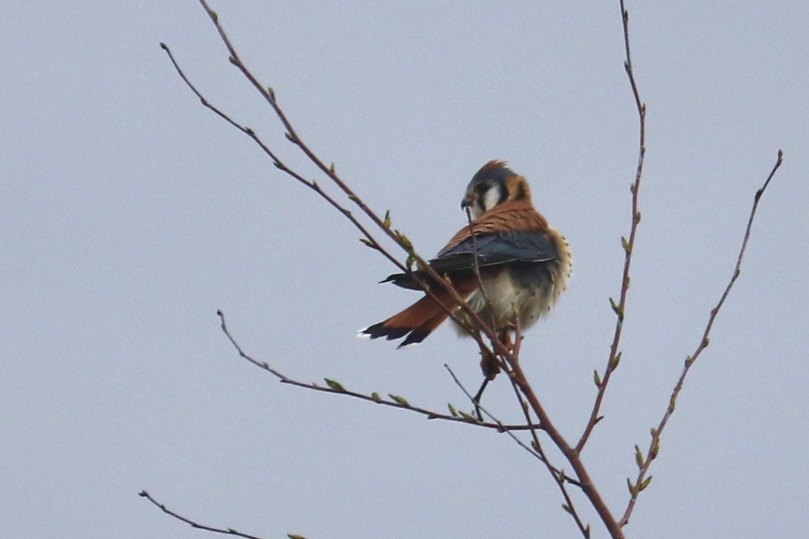 American Kestrel - ML562775721