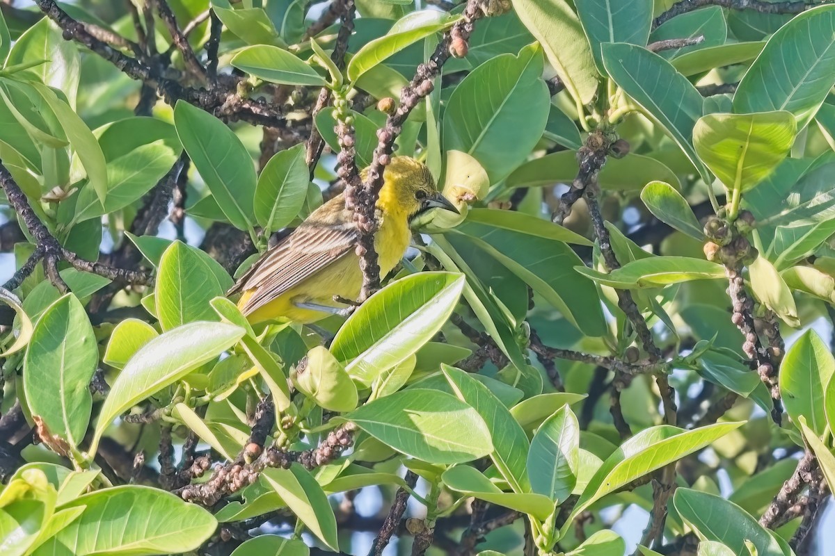 Orchard Oriole - Harry and Carol Gornto