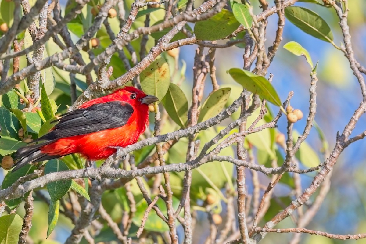 Scarlet Tanager - Harry and Carol Gornto