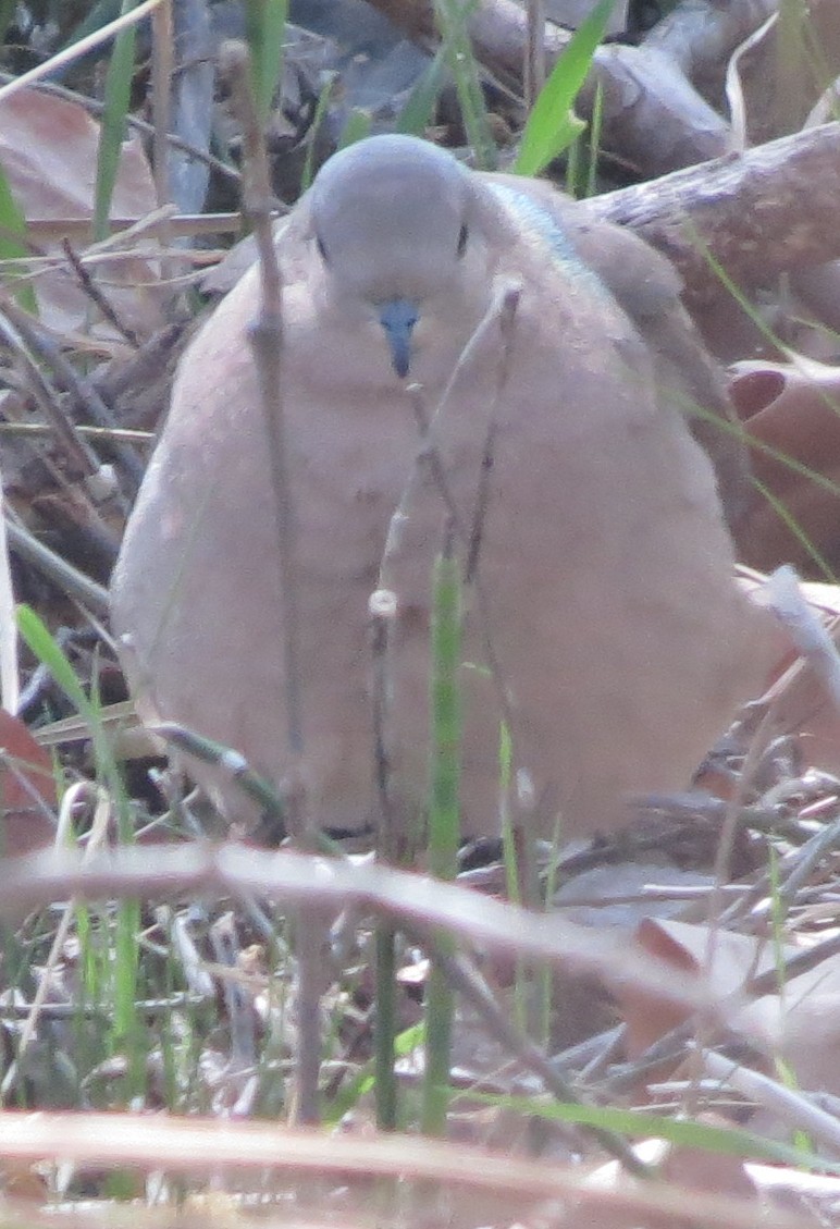 White-tipped Dove - ML562776661