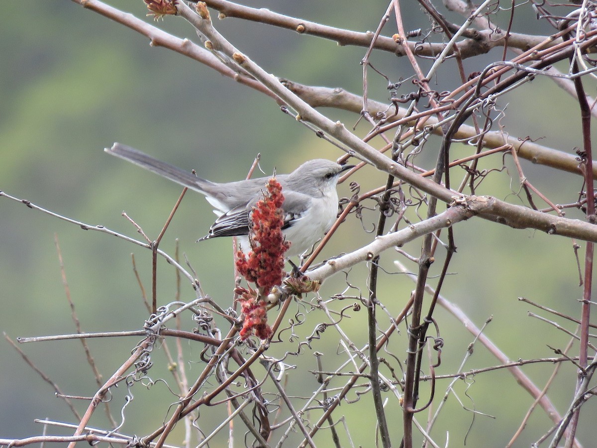 Northern Mockingbird - ML562777541