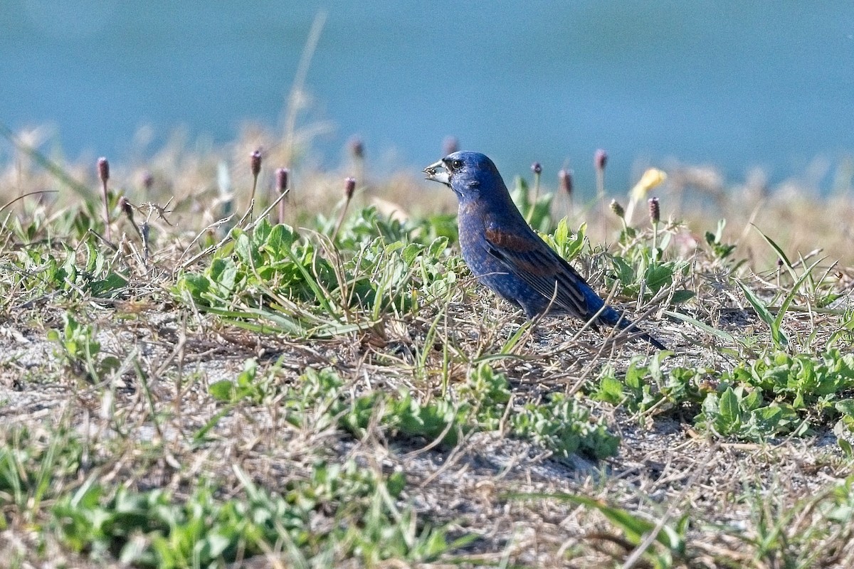 Blue Grosbeak - Harry and Carol Gornto