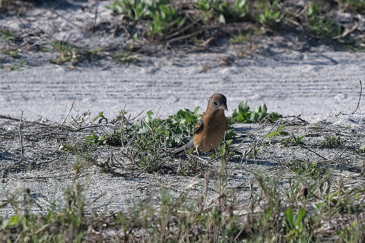 Blue Grosbeak - Harry and Carol Gornto