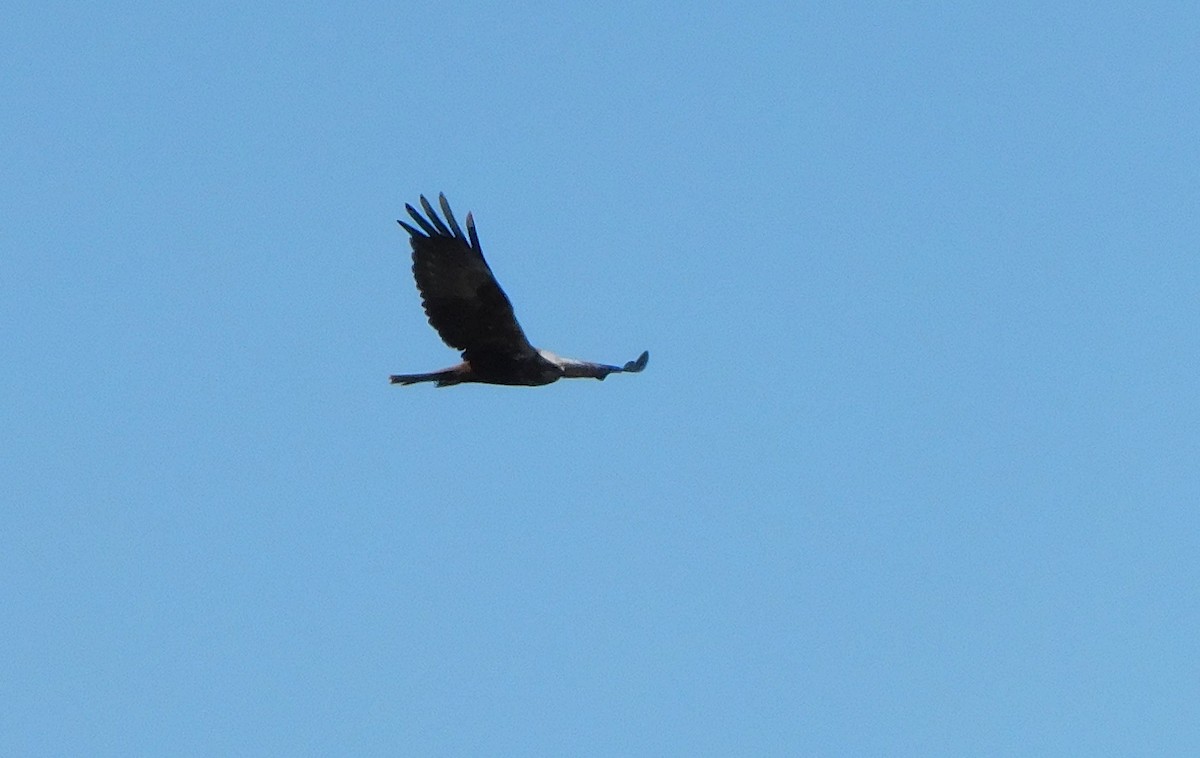 Western Marsh Harrier - ML562777851