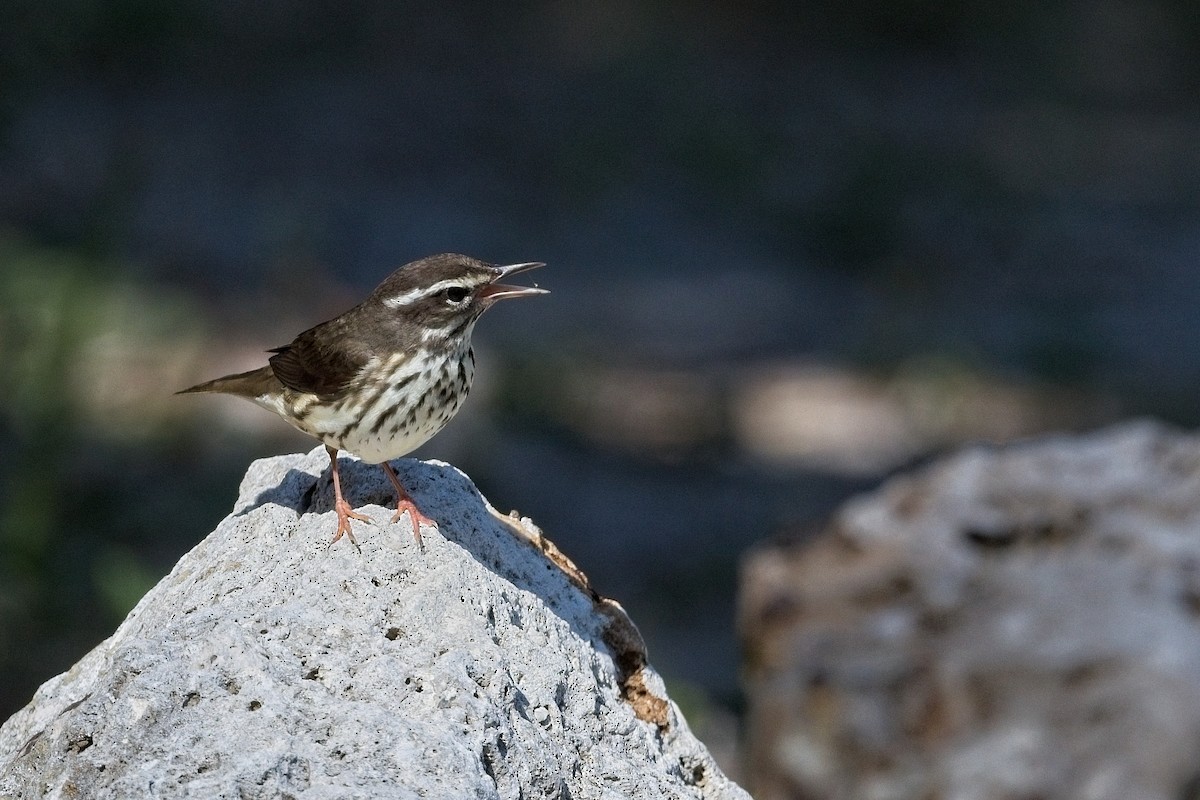 Louisiana Waterthrush - Harry and Carol Gornto