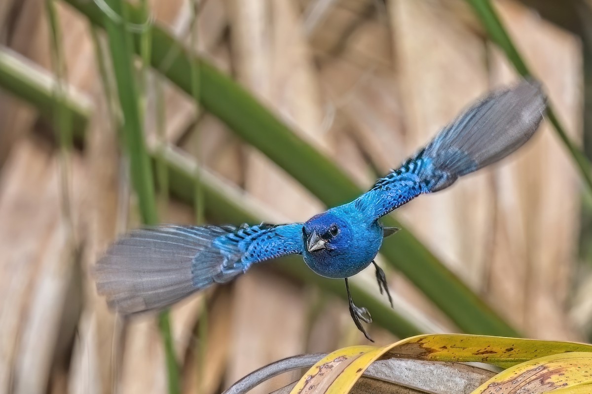 Indigo Bunting - ML562778361