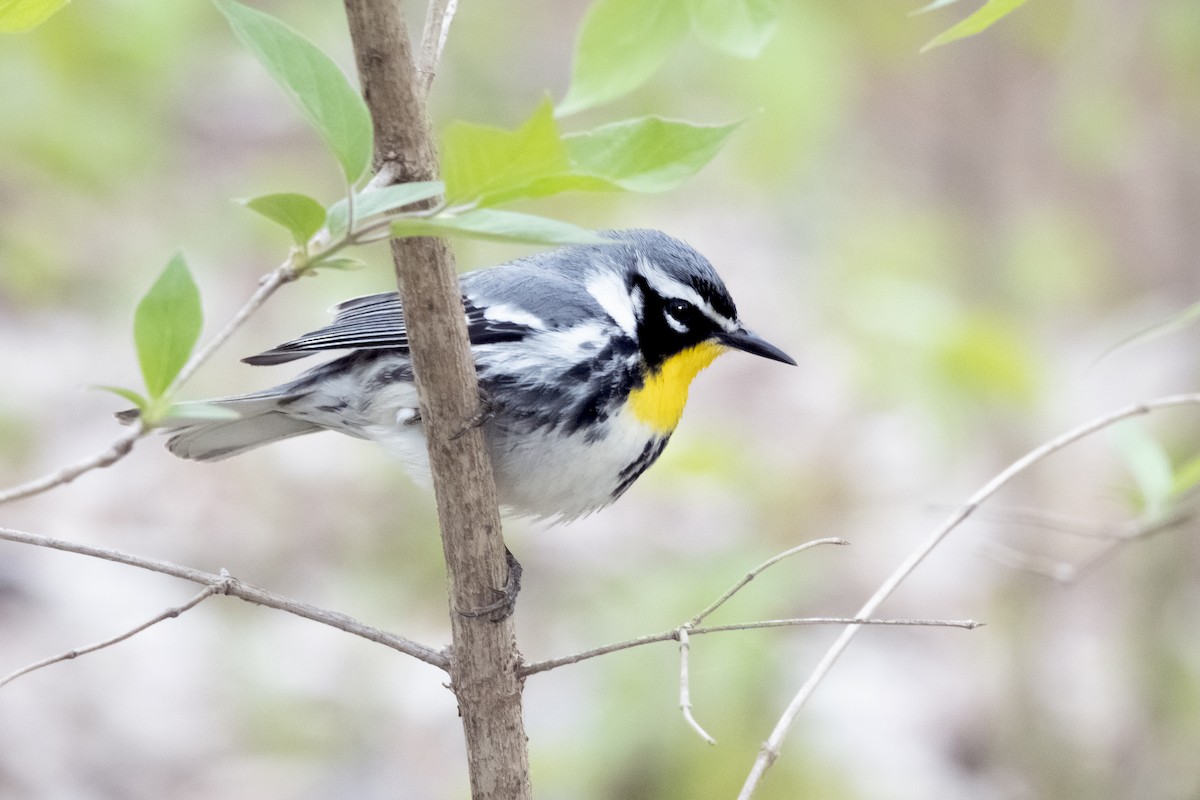 Yellow-throated Warbler - Peter Weber 🦉