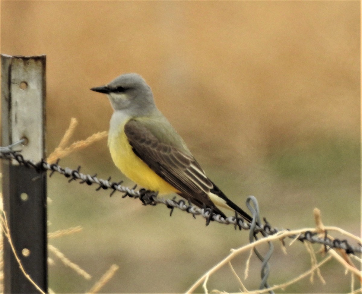 Western Kingbird - ML562779241