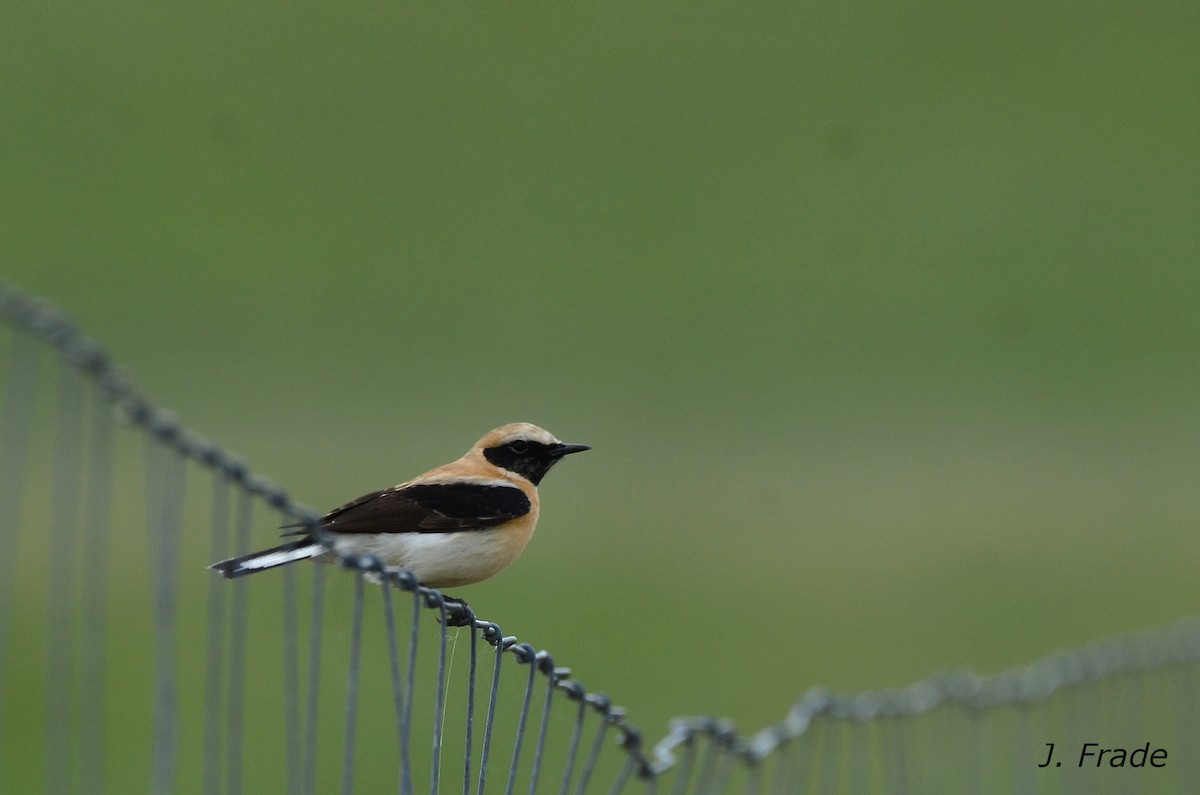 Western Black-eared Wheatear - ML56277931