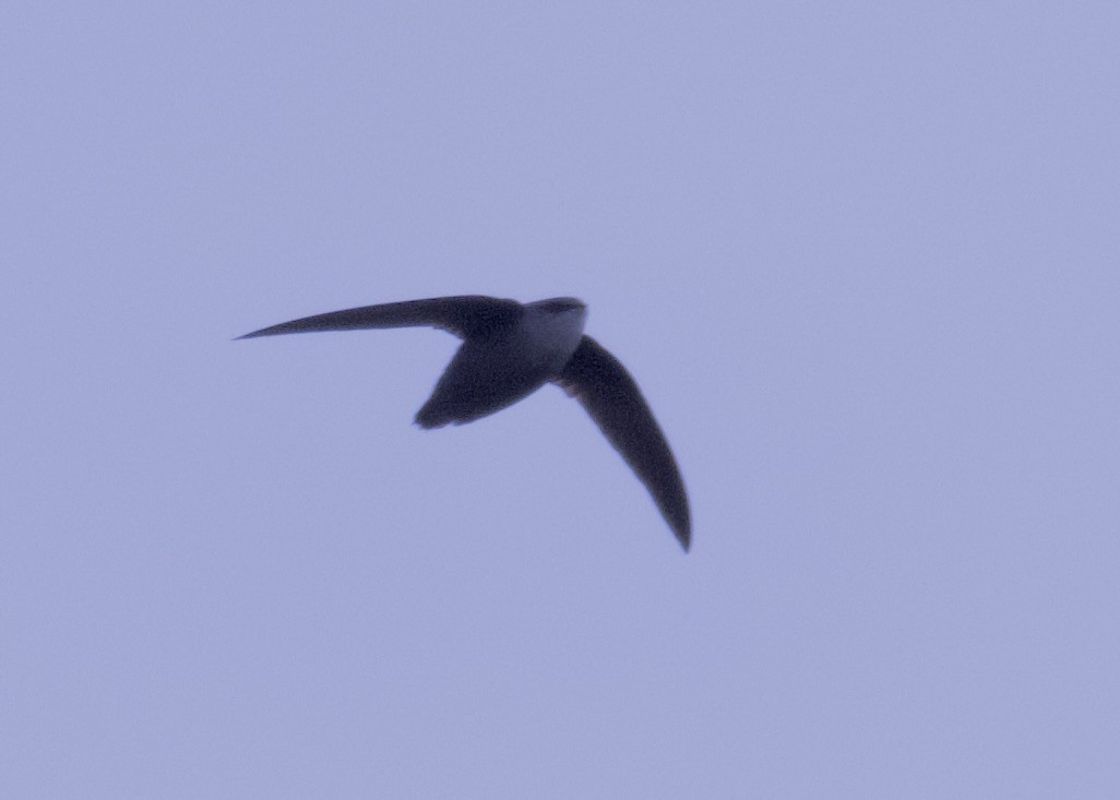 Chimney Swift - ML562779981