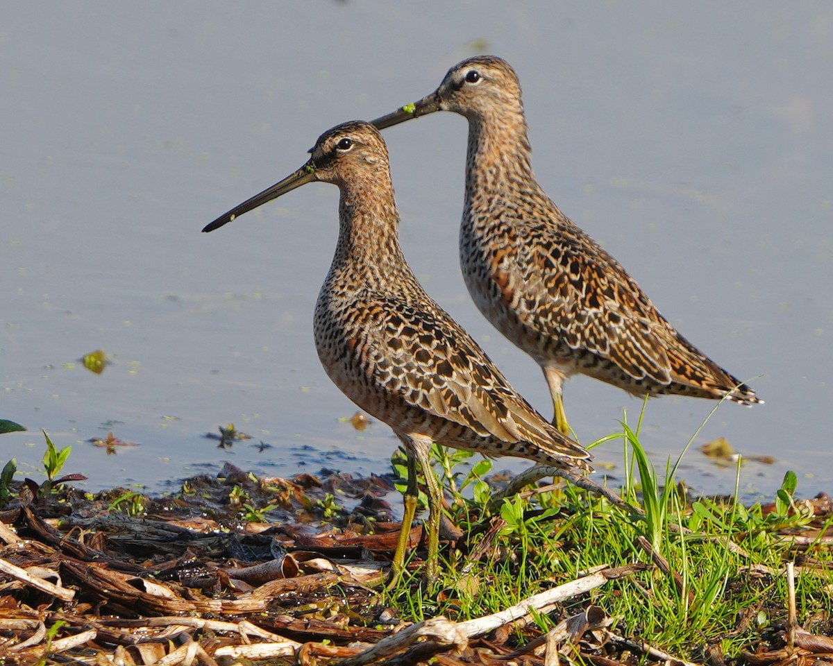 Long-billed Dowitcher - Gloria Markiewicz