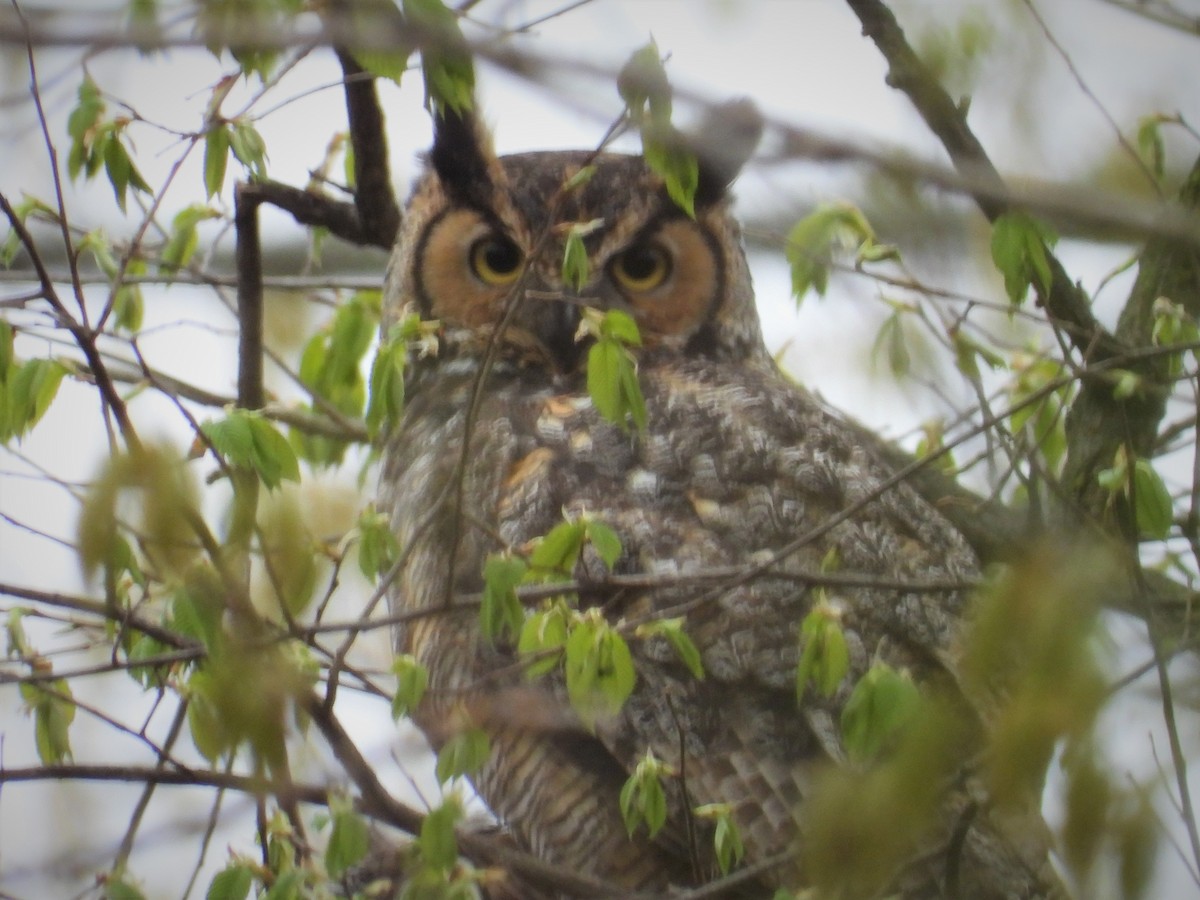 Great Horned Owl - ML562780891