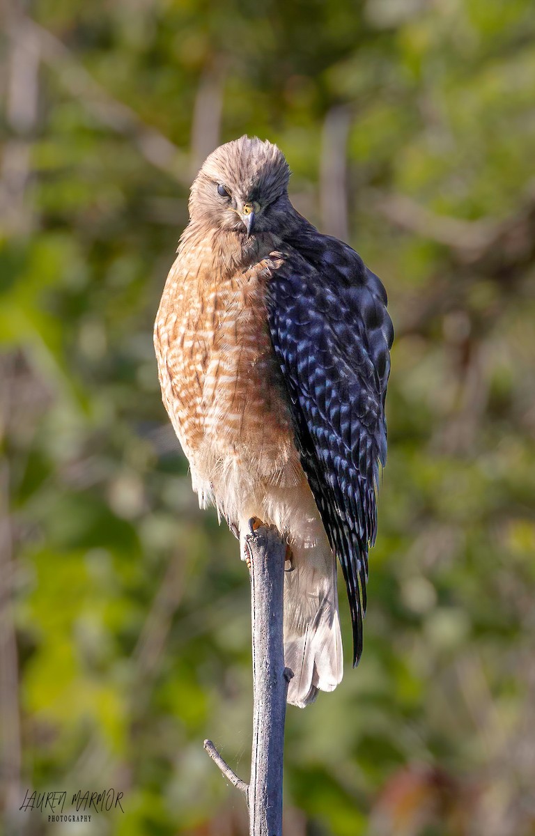 Red-shouldered Hawk - ML562781181
