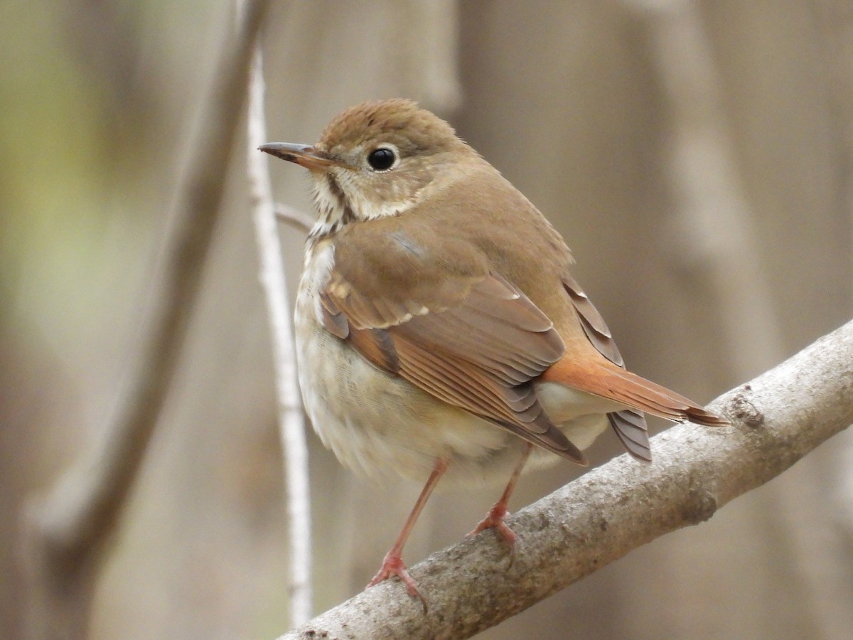 Hermit Thrush - ML562781251