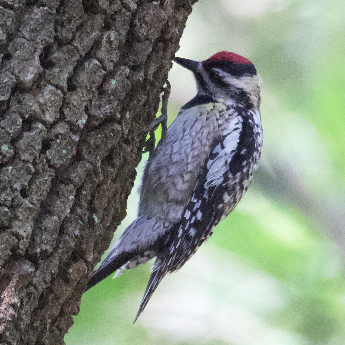 Yellow-bellied Sapsucker - ML562781851