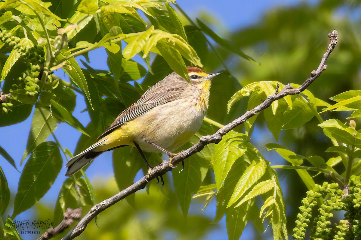 Palm Warbler - ML562781911