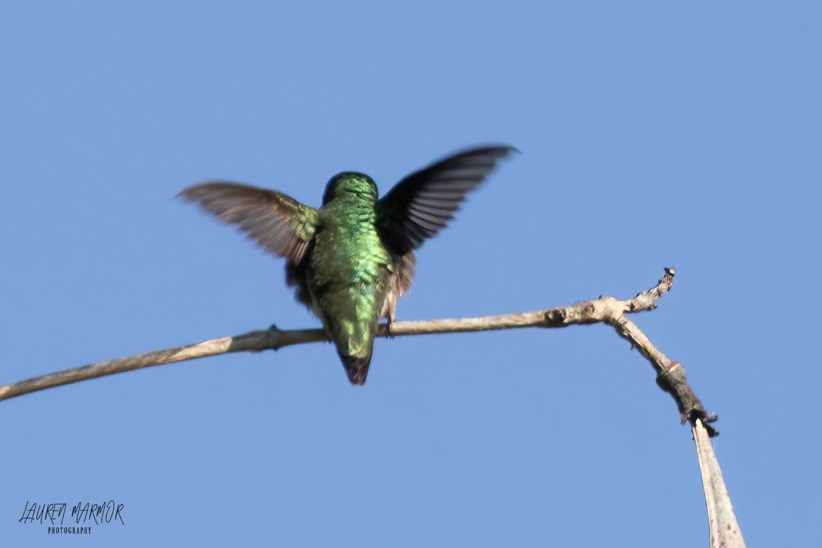 Colibri à gorge rubis - ML562782011