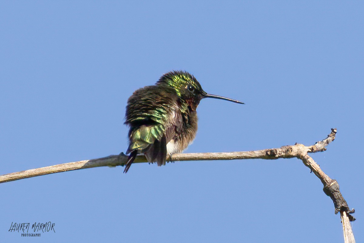 Colibrí Gorjirrubí - ML562782041