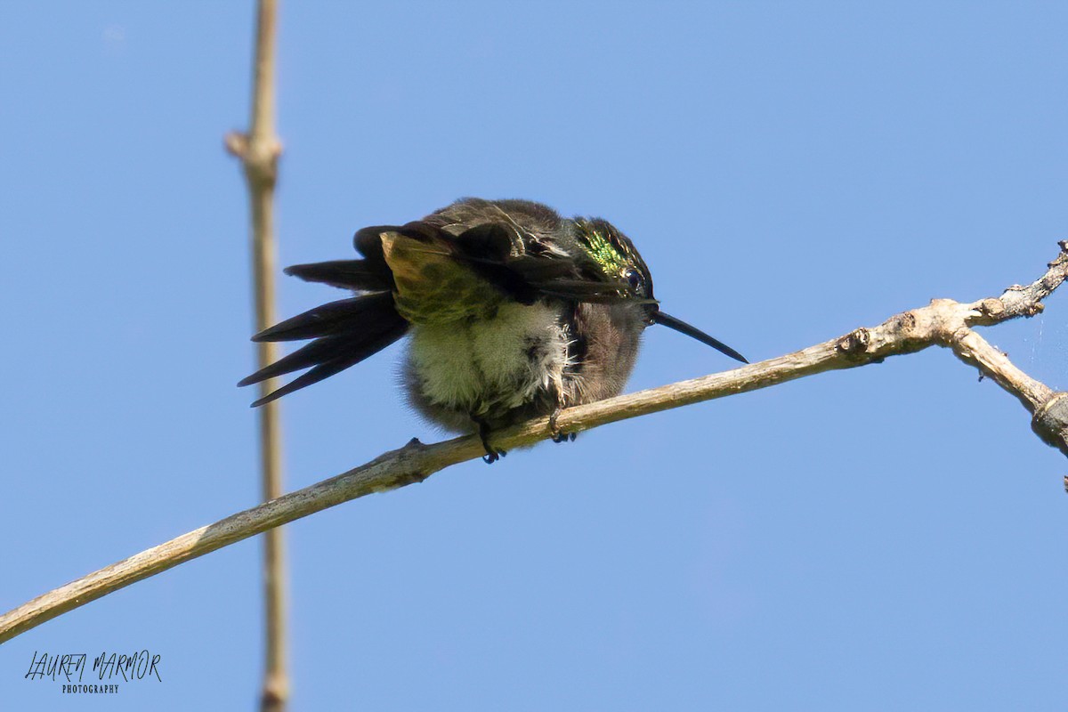 Ruby-throated Hummingbird - Lauren Marmor