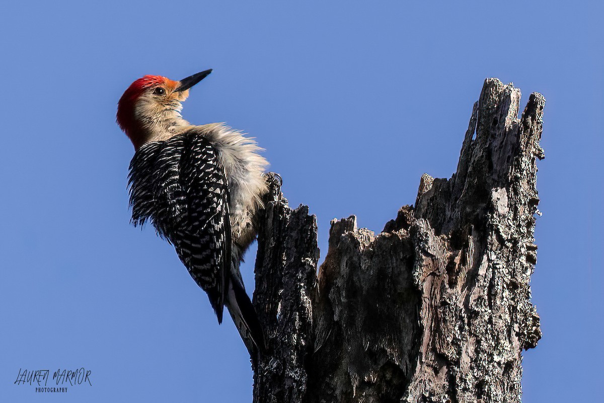 Red-bellied Woodpecker - ML562782371