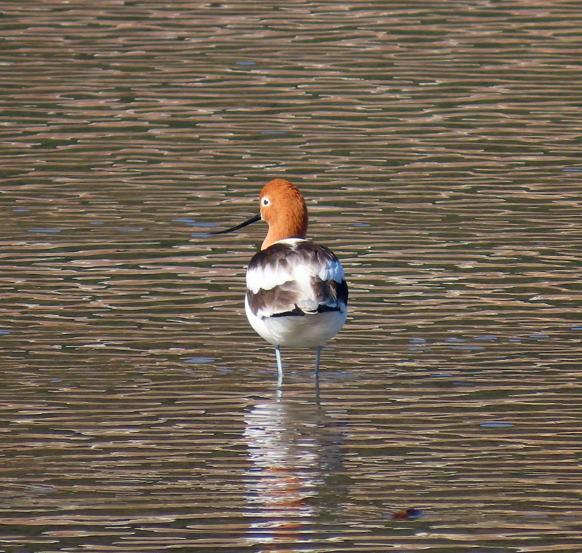 Avocette d'Amérique - ML562782501