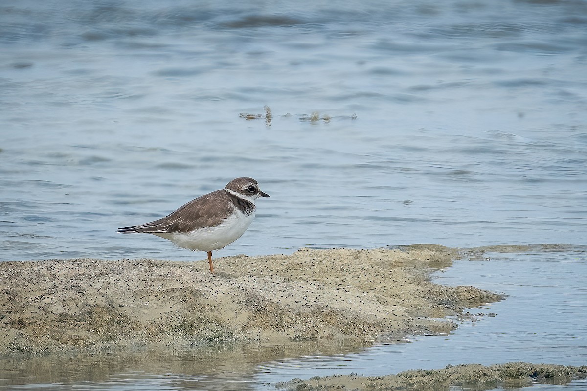 Semipalmated Plover - ML562782671