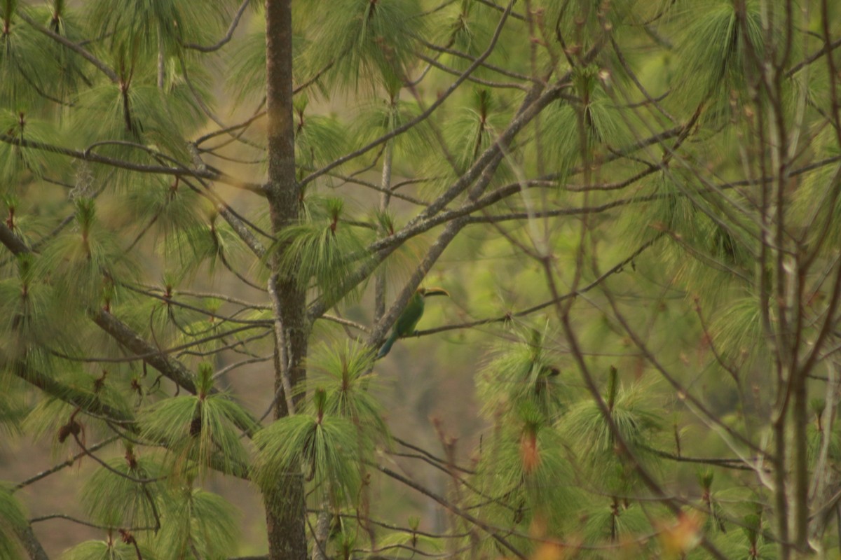 Northern Emerald-Toucanet - ML562782751