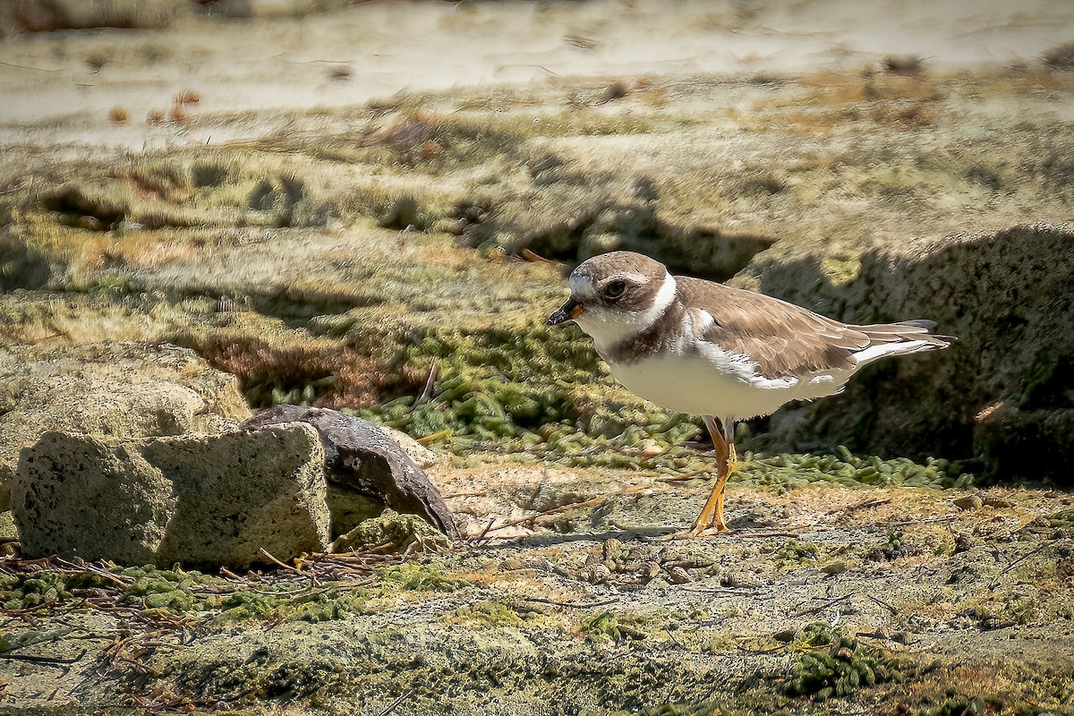 Semipalmated Plover - ML562782911