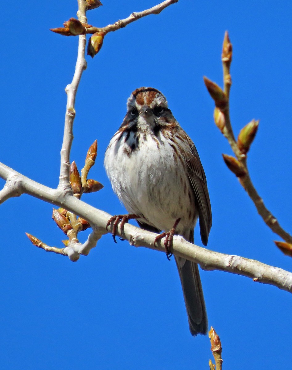 Song Sparrow - ML562783711