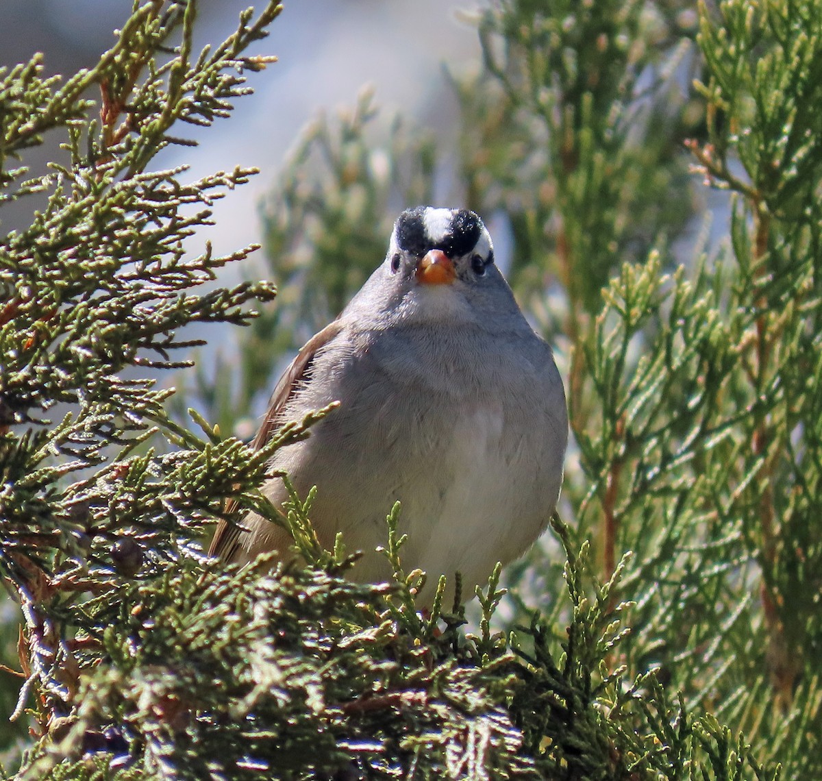 White-crowned Sparrow (Gambel's) - ML562783811
