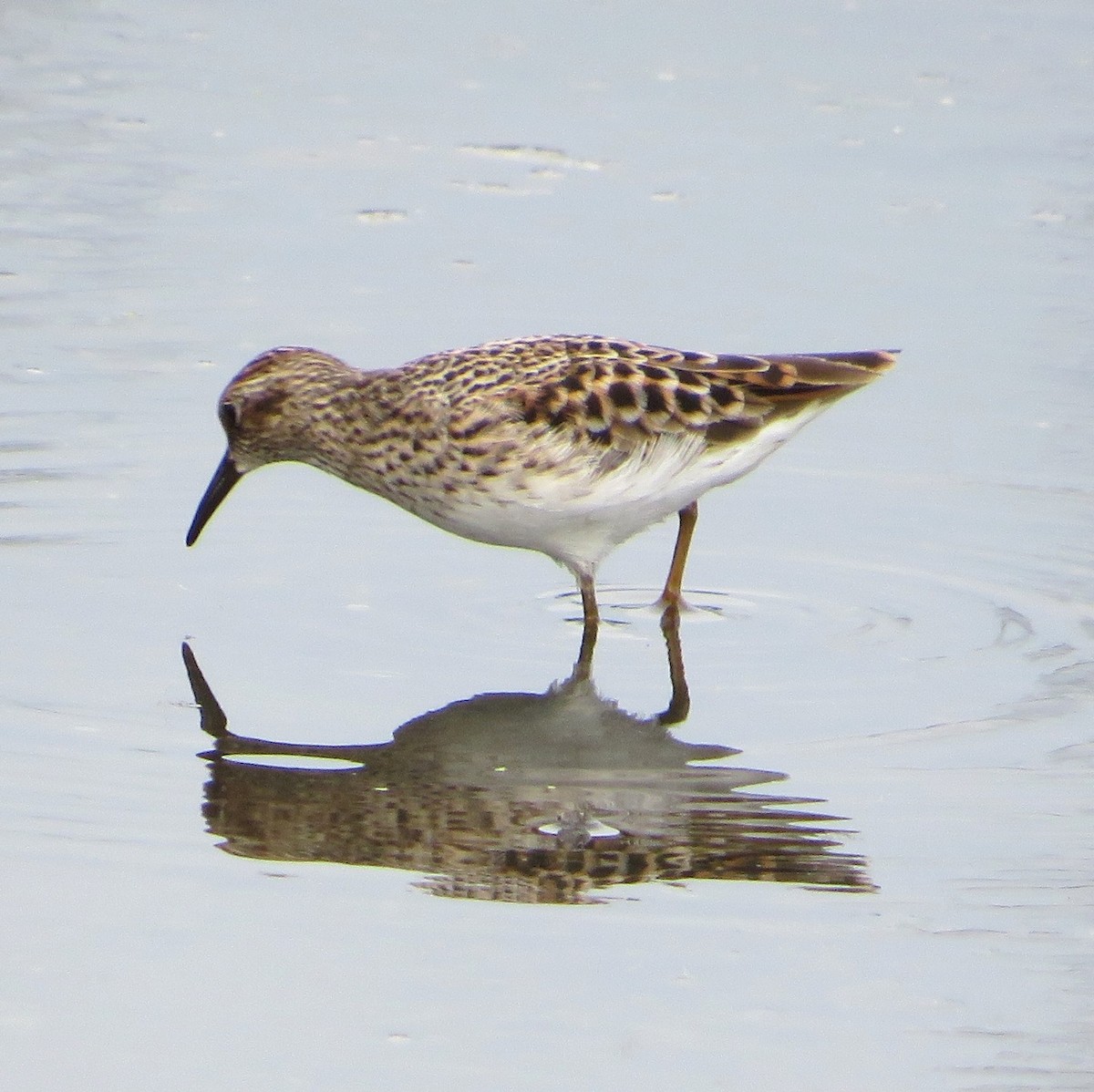 Least Sandpiper - ML562783971