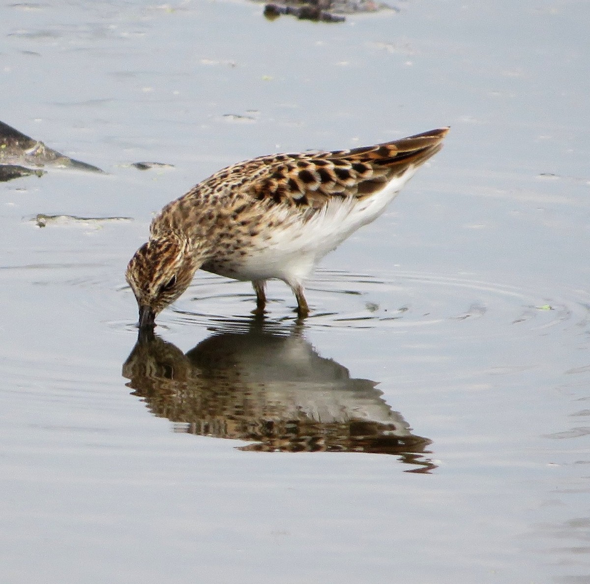 Least Sandpiper - ML562783981