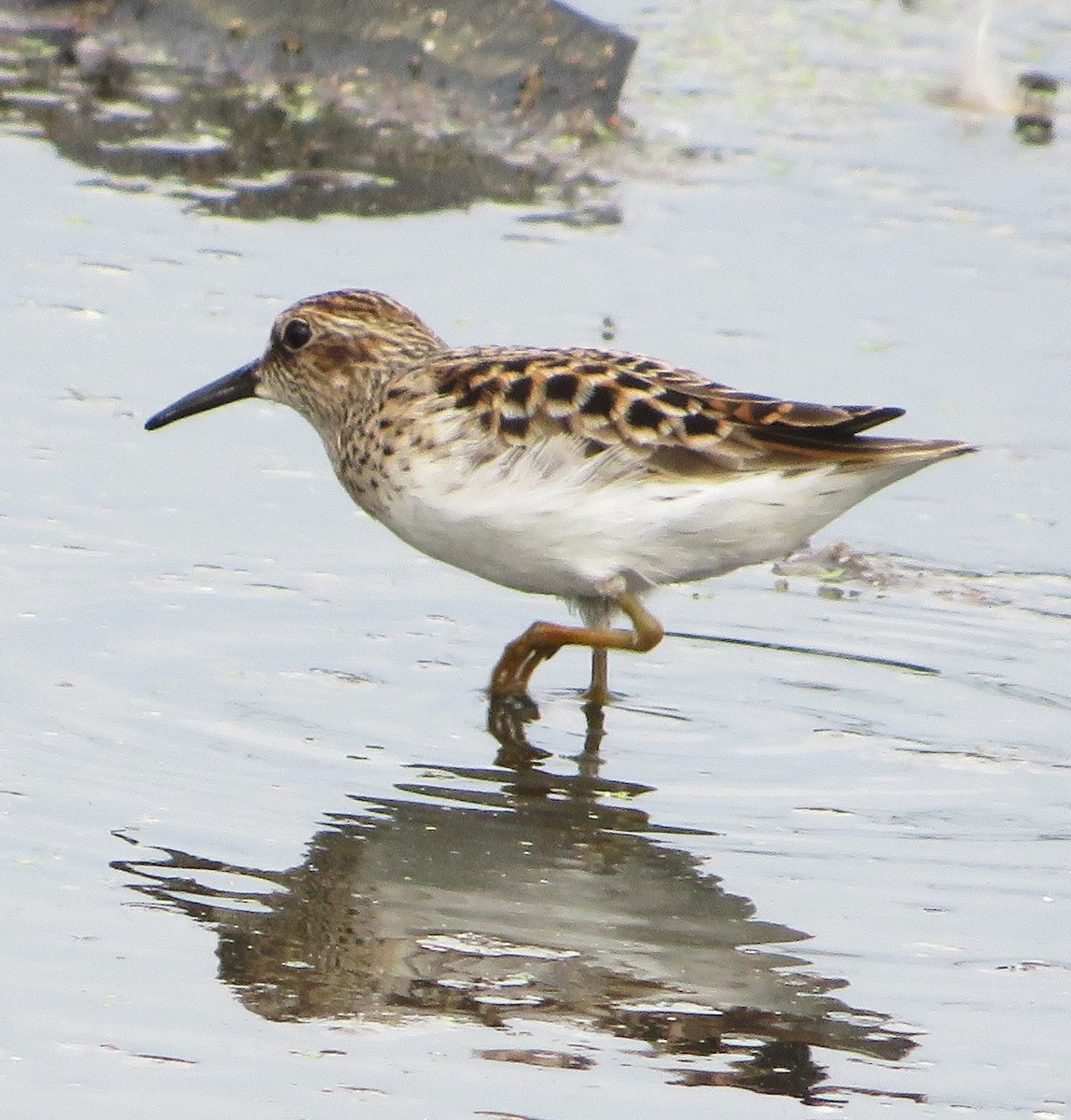 Least Sandpiper - ML562783991