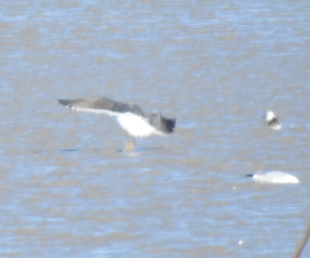 Lesser Black-backed Gull - Sue Lietz