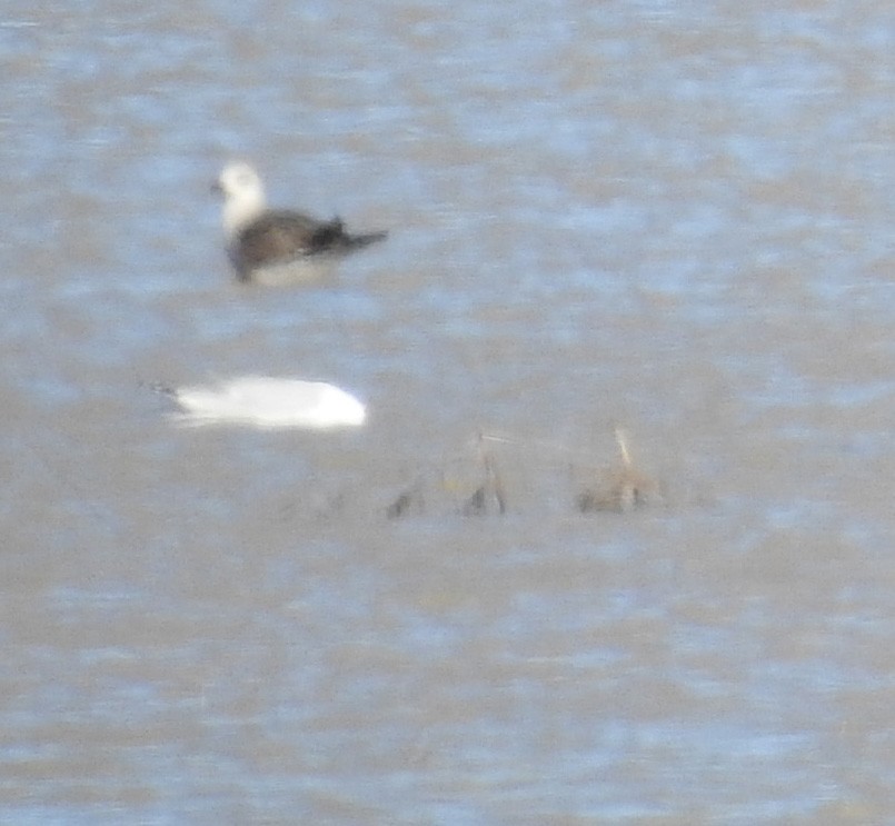 Lesser Black-backed Gull - Sue Lietz