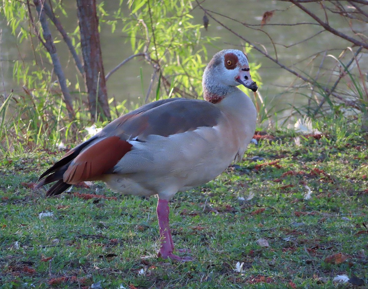 Egyptian Goose - ML562784731