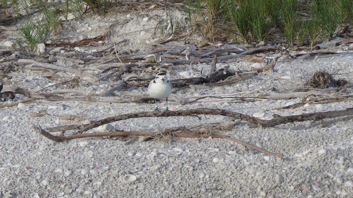 Snowy Plover - ML562785071