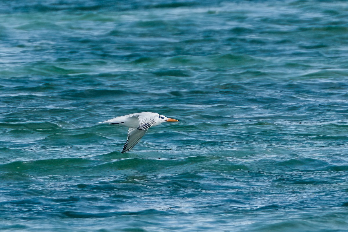 Royal Tern - ML562785261