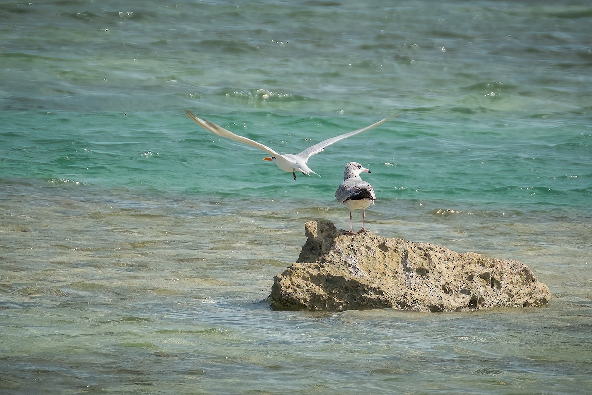 Royal Tern - ML562785321