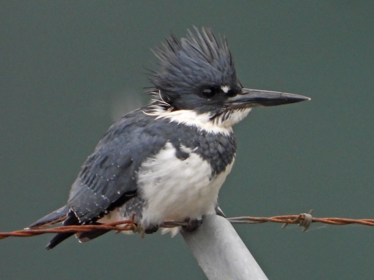 Belted Kingfisher - ML562786661