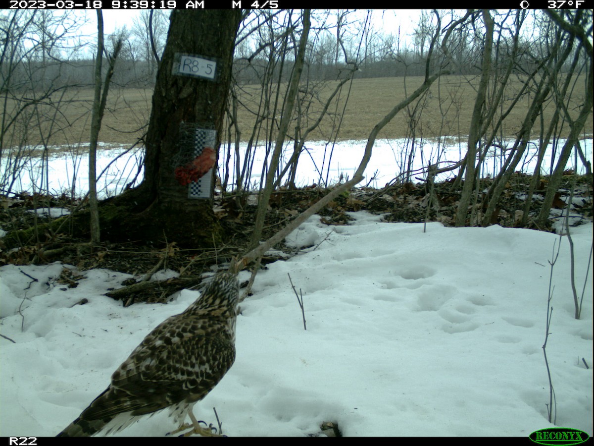 American Goshawk - ML562786691