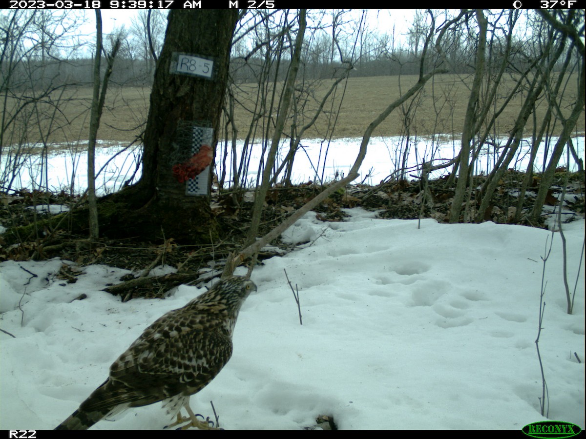 American Goshawk - ML562786701