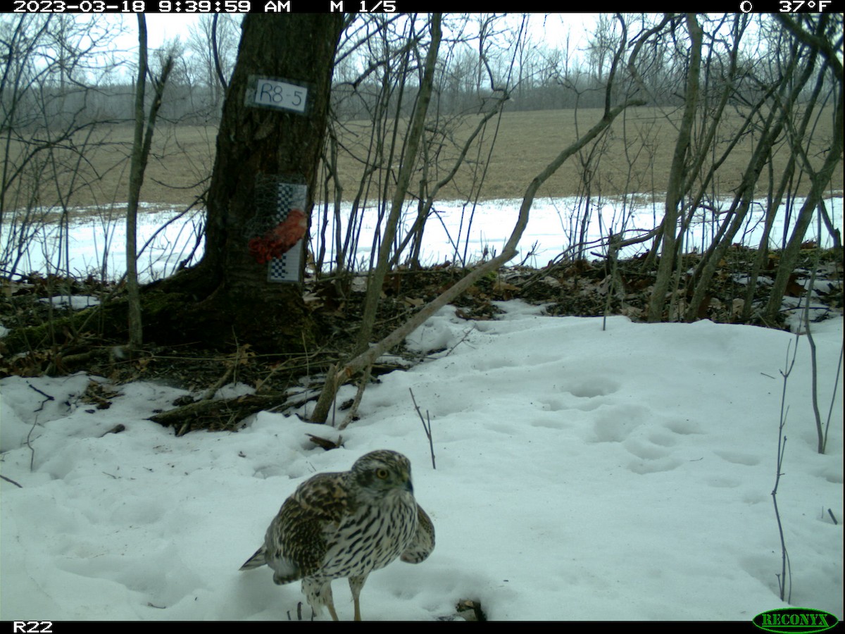 American Goshawk - ML562786711