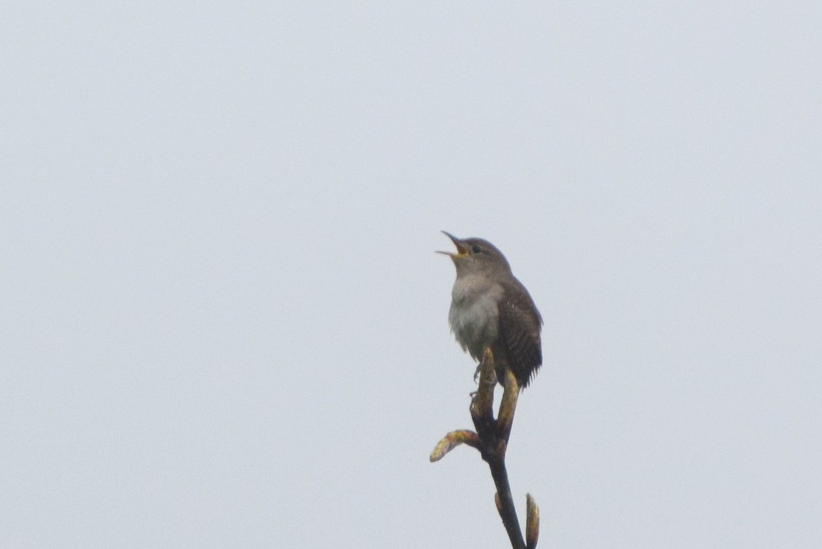 Northern House Wren - ML56278731