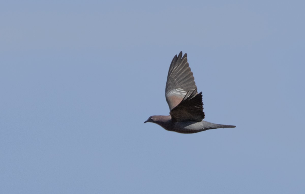 Plain Pigeon - ML562787511