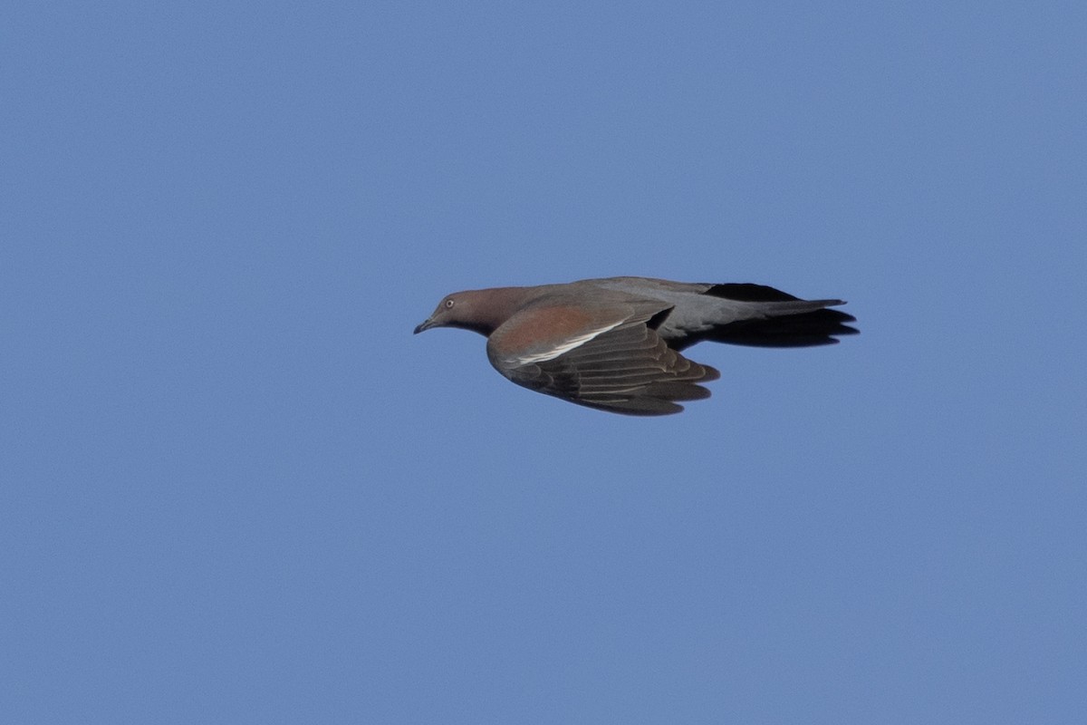 Plain Pigeon - ML562787521