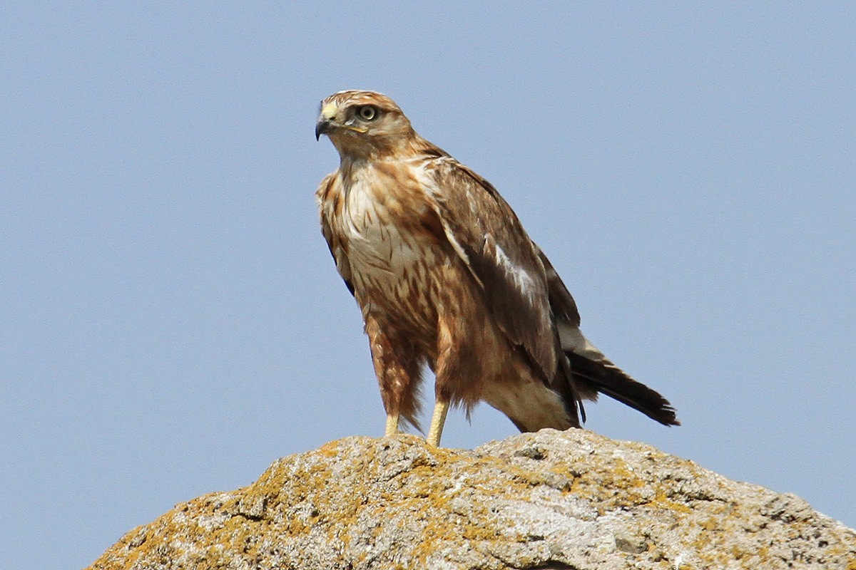 Long-legged Buzzard - ML56278801