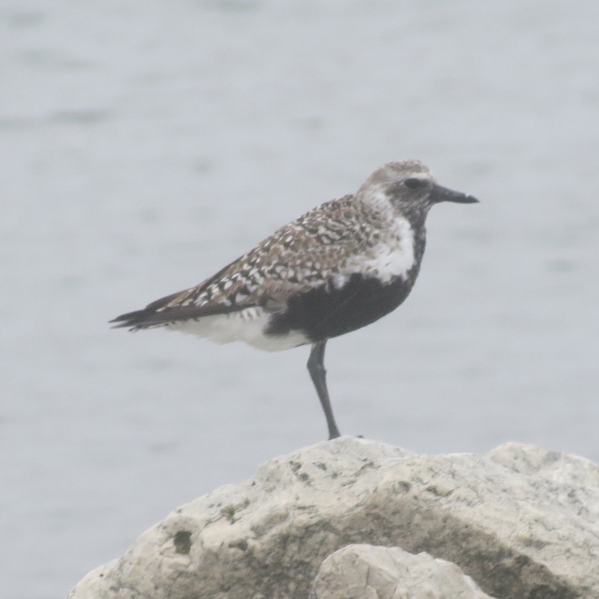 Black-bellied Plover - Jym Mooney