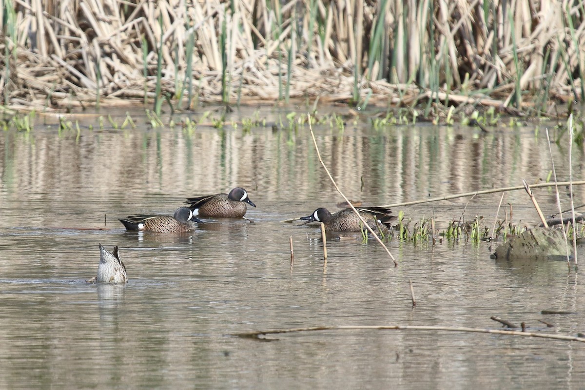 Blue-winged Teal - ML562788271