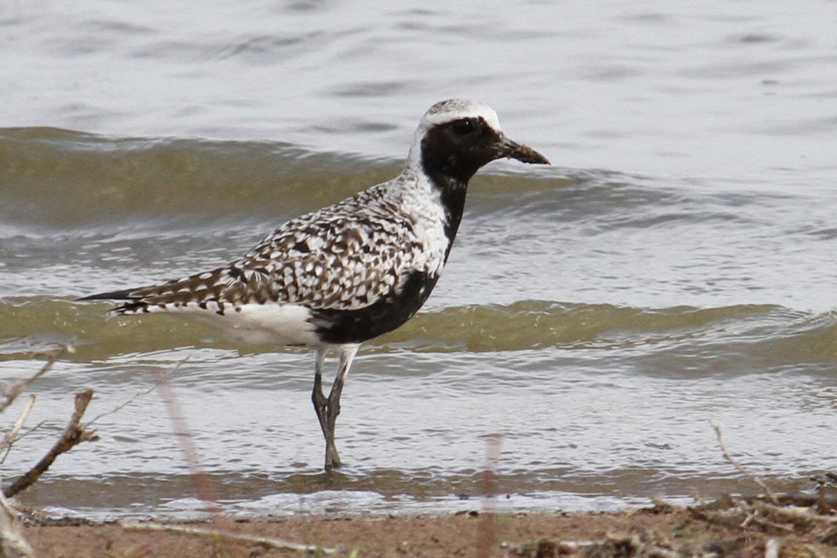 Black-bellied Plover - ML56278861